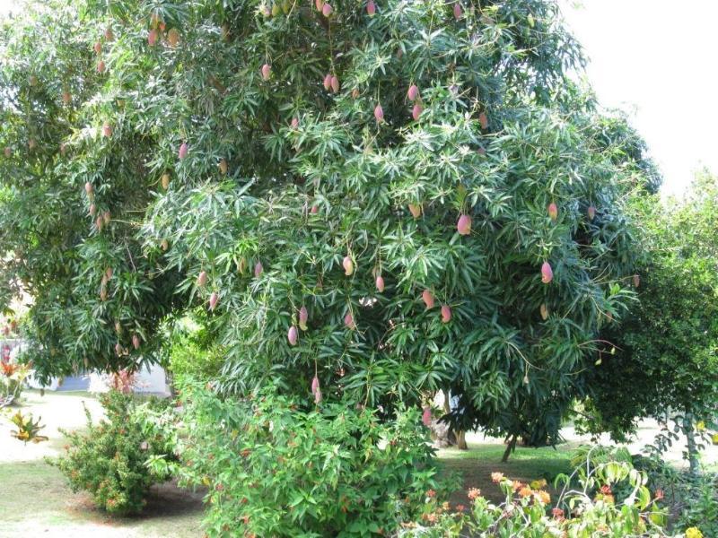 Daniella'S Bungalows Бель-Омбр Экстерьер фото